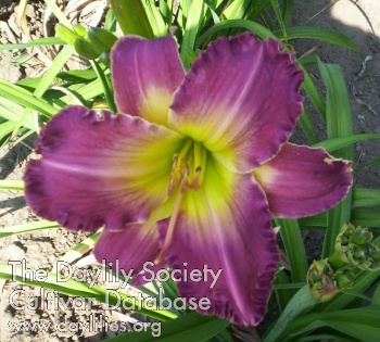Daylily Persian Shrine